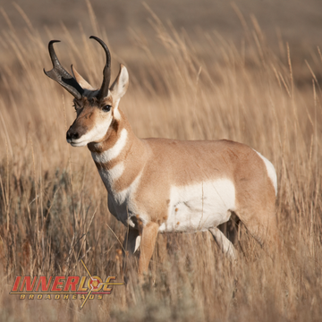 Prairie Precision: Stalking Pronghorn in South Dakota With the Shape Shifter™